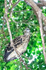 Juvenile Night Heron on a Branch
