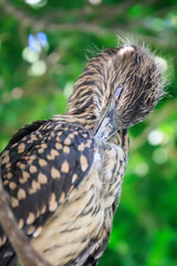 Juvenile Night Heron Preening Feathers