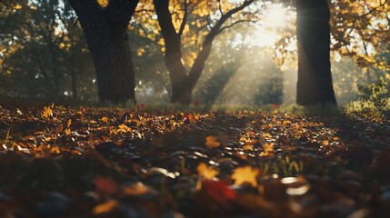 Sunlight filters through the trees in an autumn forest landscape with fallen leaves