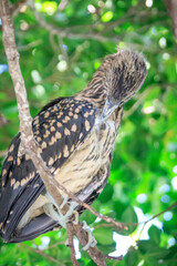 Juvenile Night Heron Preening Feathers