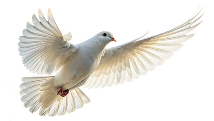 Obraz premium Graceful white dove in flight soaring against a bright sky symbolizing peace freedom and spirituality in a captivating artistic composition