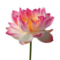 Beautiful Pink Lotus Flower Photo PNG Transparent