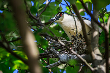 Black-crowned Night Heron on Nest in Hong Kong