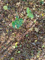 frog on the ground, foyage y hojas secas, con planta pequeña. Selva mexicana