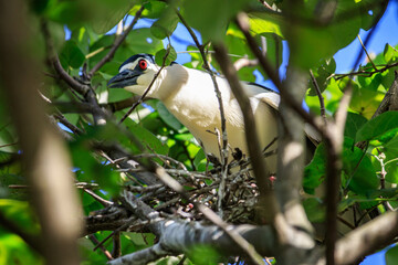 Black-crowned Night Heron on Nest in Hong Kong