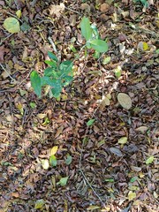 frog on the ground, foyage y hojas secas, con planta pequeña. Selva mexicana