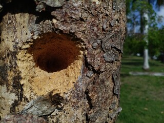 old tree trunk