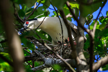 Black-crowned Night Heron on Nest in Hong Kong