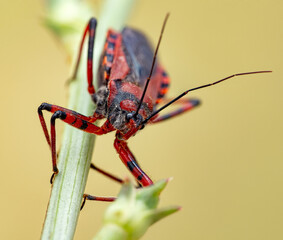 A macro photograph of Rhynocoris iracundus a red and black bug with long antennae sitting on a green plant stem. Body, legs, head, and the texture of the exoskeleton are clearly visible.