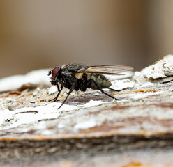 A macro shot of a fly resting on tree bark. The compound red eyes, transparent wings, body hairs, and detailed bark texture are clearly visible against a blurred background.
