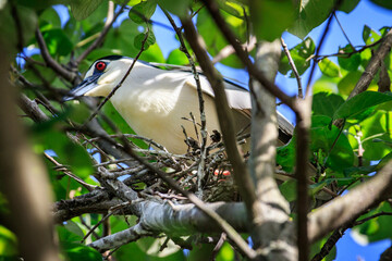 Black-crowned Night Heron on Nest in Hong Kong