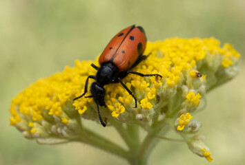 The macro photo shows a Mylabris quadripunctata bright orange beetle with black spots sitting on a yellow thistle flower. Its antennae, legs, and the fluffy texture of the flower petals are clearly vi