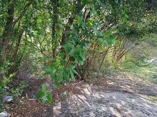 Mexican Caribbean mangrove trees