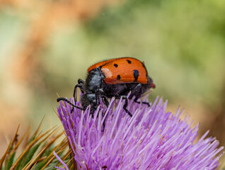 The macro photo shows a Mylabris quadripunctata bright orange beetle with black spots sitting on a purple thistle flower.