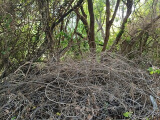 Mexican Caribbean mangrove trees