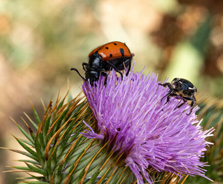 The macro photo shows a Mylabris quadripunctata bright orange beetle with black spots sitting on a purple thistle flower.