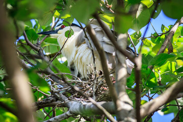 Black-crowned Night Heron on Nest in Hong Kong