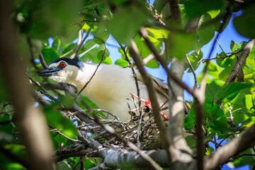 Black-crowned Night Heron on Nest in Hong Kong