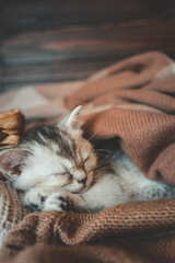 Close-up of a sleeping kitten curled up in cozy brown and beige knit blankets, capturing a peaceful and heartwarming moment
