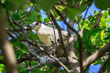 Black-crowned Night Heron on Nest in Hong Kong
