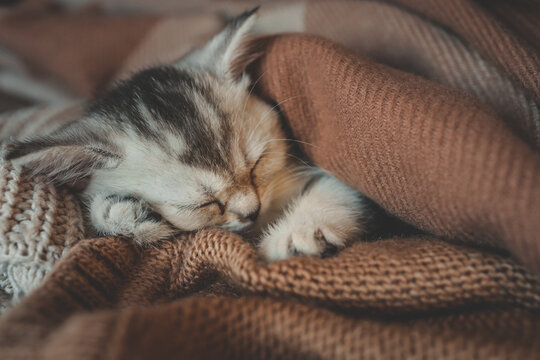 Close-up of a sleeping kitten curled up in cozy brown and beige knit blankets, capturing a peaceful and heartwarming moment