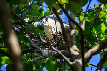 Black-crowned Night Heron on Nest in Hong Kong