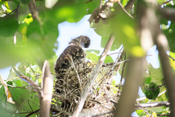 Juvenile Night Heron Perched in a Tangled Nest in a Tree