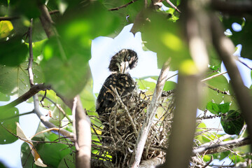 Juvenile Night Heron Perched in a Tangled Nest in a Tree