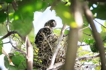 Juvenile Night Heron Perched in a Tangled Nest in a Tree