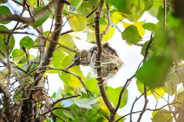 Juvenile Night Herons Perched in Lush Tree Foliage
