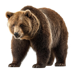 Obraz premium Big Brown Bear Photo Stock PNG Transparent