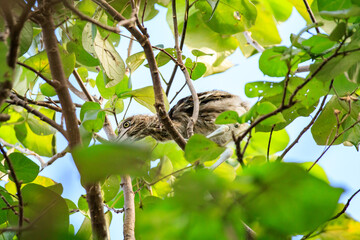 Juvenile Night Herons Perched in Lush Tree Foliage