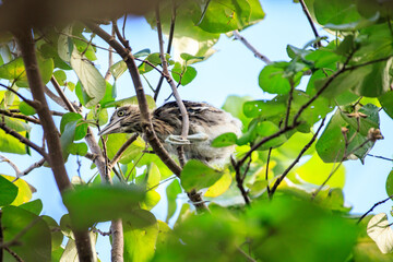 Juvenile Night Herons Perched in Lush Tree Foliage
