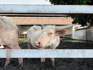 Front View of Sacred-Looking Pale Buffalo – Rare Breed with Distinct Appearance