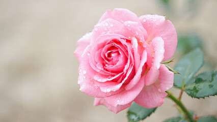 A close-up of a delicate pink rose with glistening dew droplets, set against a softly blurred natural backdrop&mdash;highlighting its rich hues, graceful form, and serene beauty.