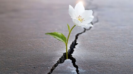 White Flower Emerging from Cracked Grey Ground