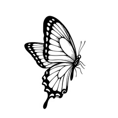 Butterfly art. Black sketches. Vector hand drawn illustration, butterfly silhoette simple Outline 
