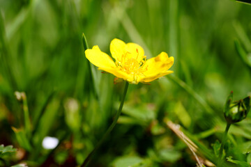 yellow flowers in the garden