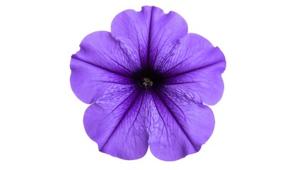 Obraz premium Close-up of a vibrant purple flower (1)