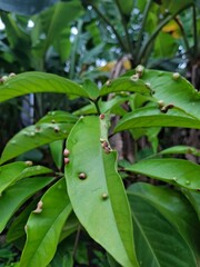 Leaves infected with gall mites 
