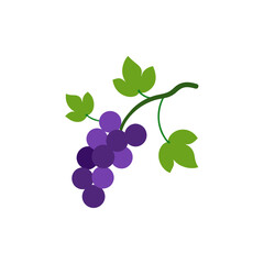 grape vine on white background  .svg