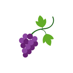 grape vine on white background   