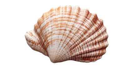 Fototapeta premium seashell isolated on white background