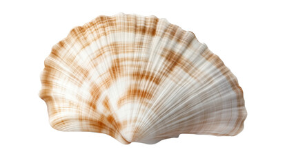 Obraz premium seashell isolated on white background