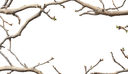 Obraz premium Spring Branches Frame