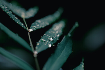 Raindrops on Green Leaves – Nature Macro Photography in Rainy Season