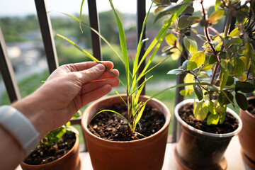 Closeup of man hand touching sprouts of tropical lemongrass (Cymbopogon citratus) herb in pot on balcony. Cultivation homegrown aroma citronella herbs, indoor gardening, sustainable living. 