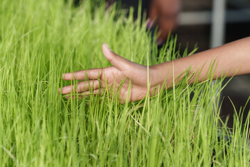 closeup hand of multiracial teenage girl gently touching young rice plants in organic seedling tray showing connection to farming environment and curiosity during agricultural learning activity