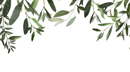 Naklejka premium An olive branch adorned with lush green leaves is beautifully isolated on a clean white background, a symbol of peace and tranquility created by generative AI. The fresh and vibrant leaves enhance the