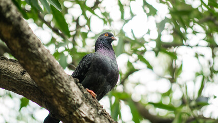 A close-up photo of a dark pigeon perched on a tree branch, surrounded green leaves and soft natural light in the background.